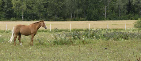 Bilden får inte användas utan mitt medgivande.