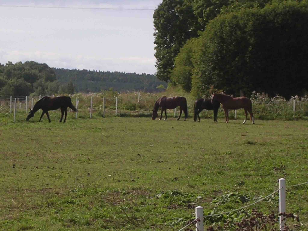 Ridskolan har stora fina hagar där hästarna får komma ut varje dag