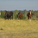 Domestic horses (Equus ferus caballus), Munsö, Sweden