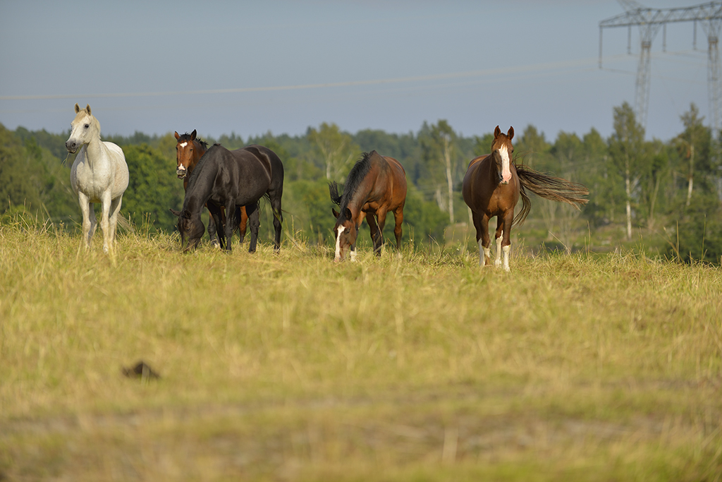 Domestic horses (Equus ferus caballus), Munsö, Sweden