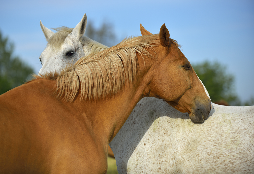 Domestic horses (Equus ferus caballus) scratching each other, Munsö, Sweden