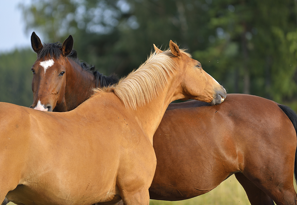 Domestic horses (Equus ferus caballus) scratching each other, Munsö, Sweden