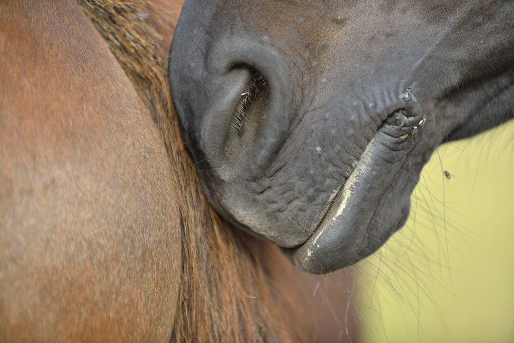 Domestic horses (Equus ferus caballus), Munsö, Sweden