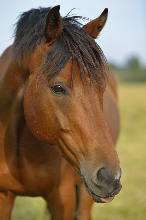 Domestic horse (Equus ferus caballus), Munsö, Sweden