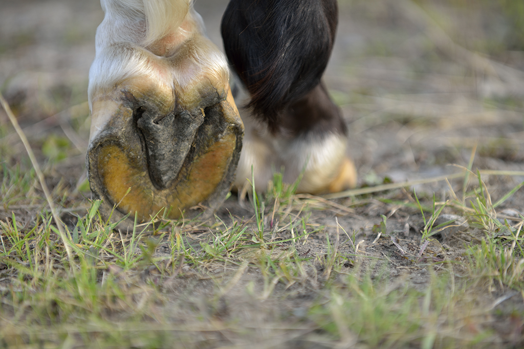 Domestic horse (Equus ferus caballus), Munsö, Sweden