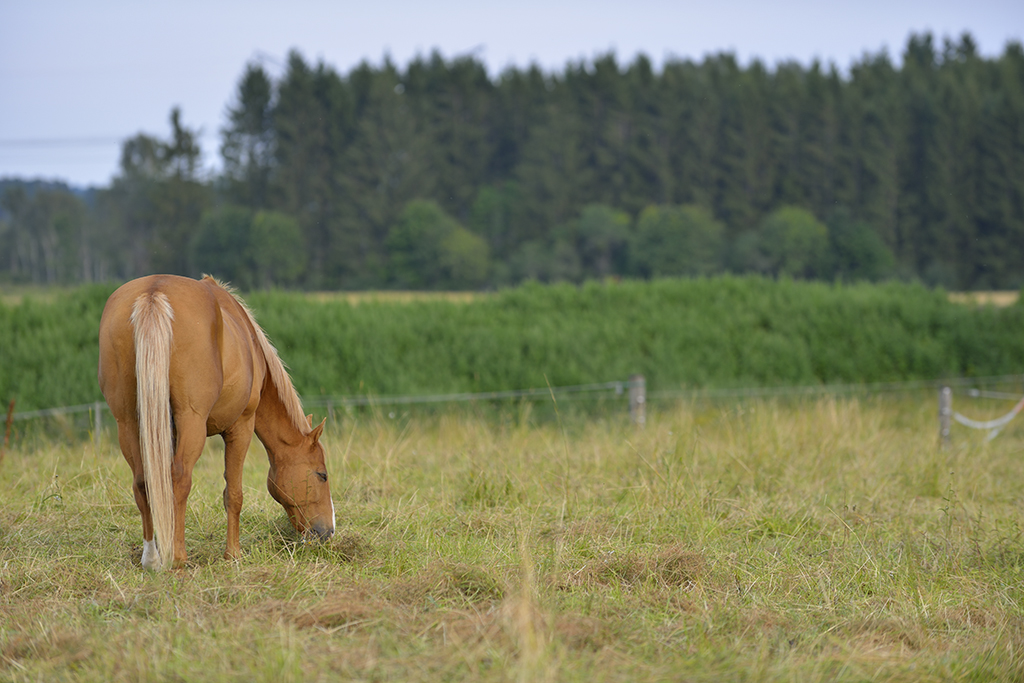 Domestic horse (Equus ferus caballus), Munsö, Sweden