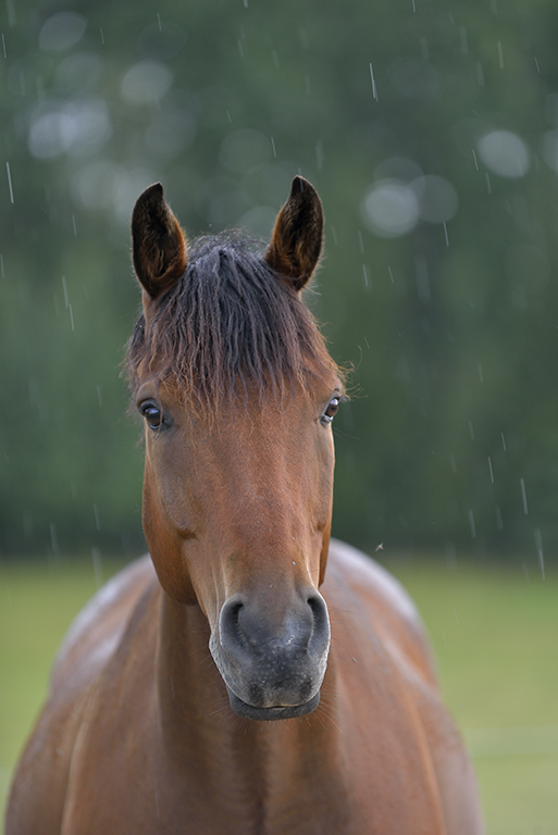 Domestic horse (Equus ferus caballus) in rain, Munsö, Sweden