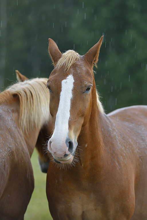 Domestic horses (Equus ferus caballus) in rain, Munsö, Sweden