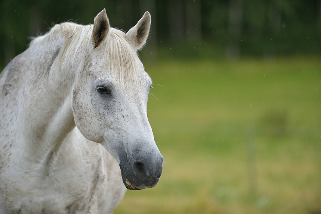 Domestic horse (Equus ferus caballus), Munsö, Sweden