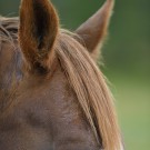 Domestic horse (Equus ferus caballus), Munsö, Sweden