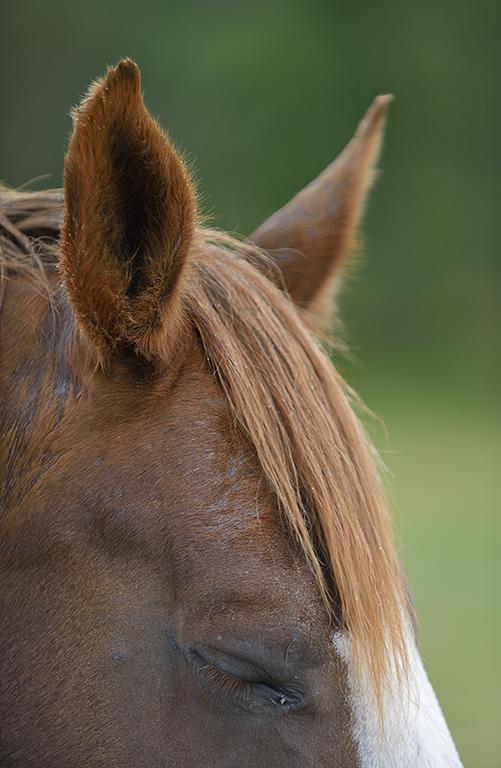Domestic horse (Equus ferus caballus), Munsö, Sweden