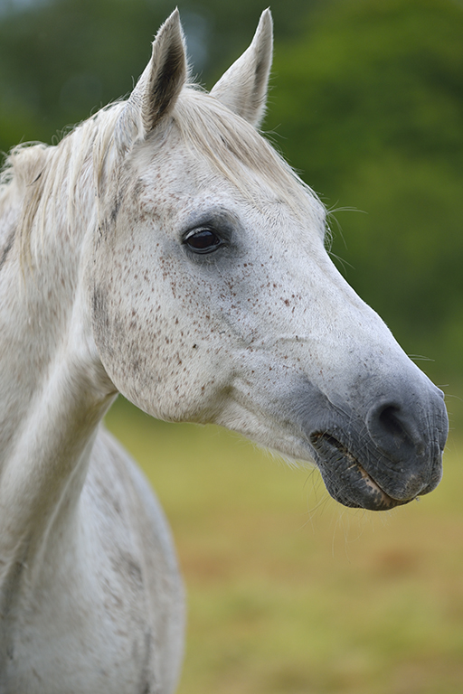 Domestic horse (Equus ferus caballus), Munsö, Sweden