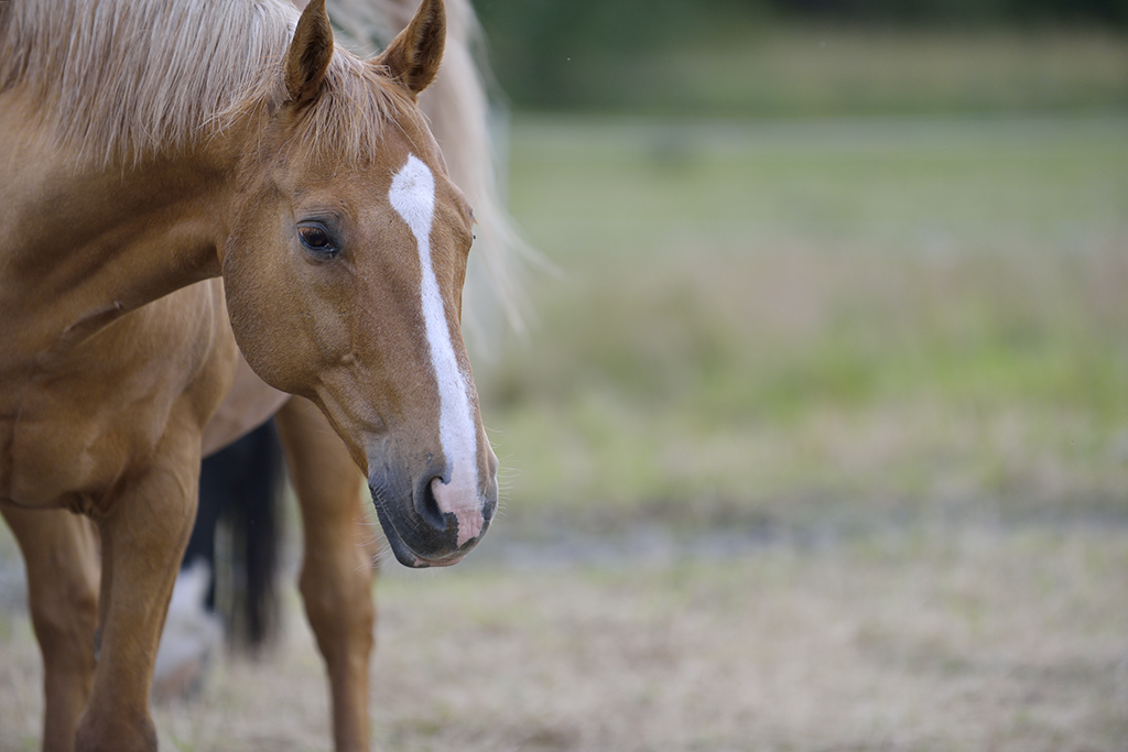 Domestic horse (Equus ferus caballus), Munsö, Sweden
