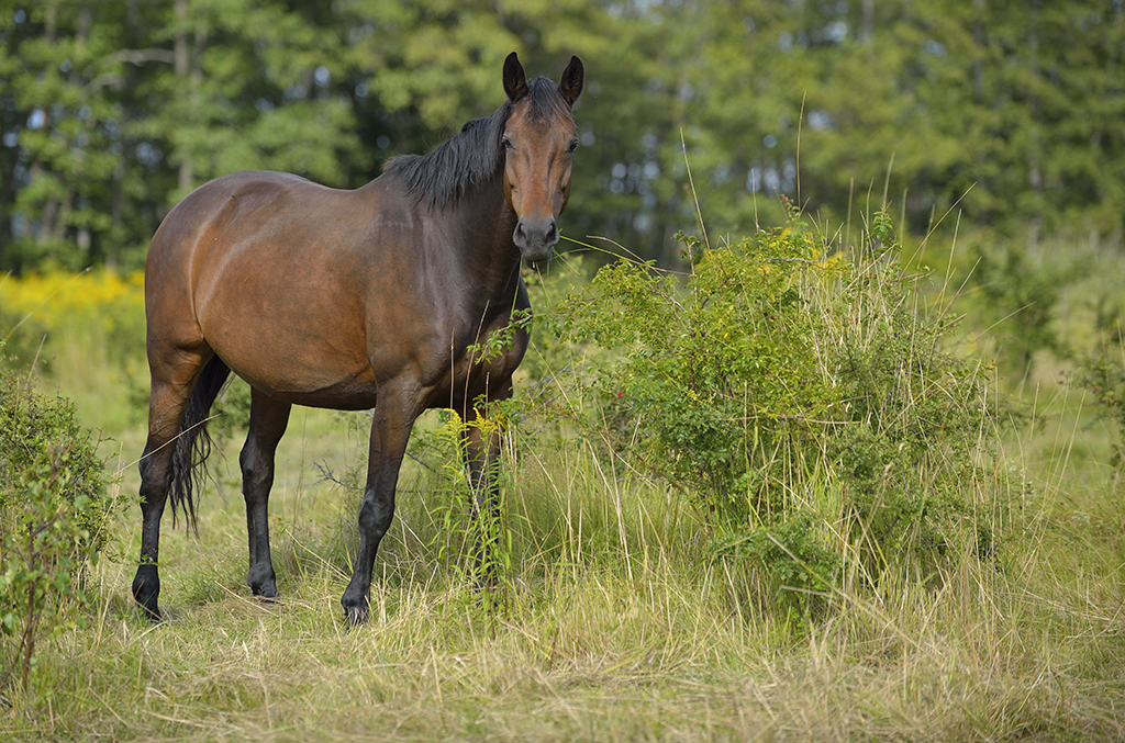 Domestic horse (Equus ferus caballus), Munsö, Sweden
