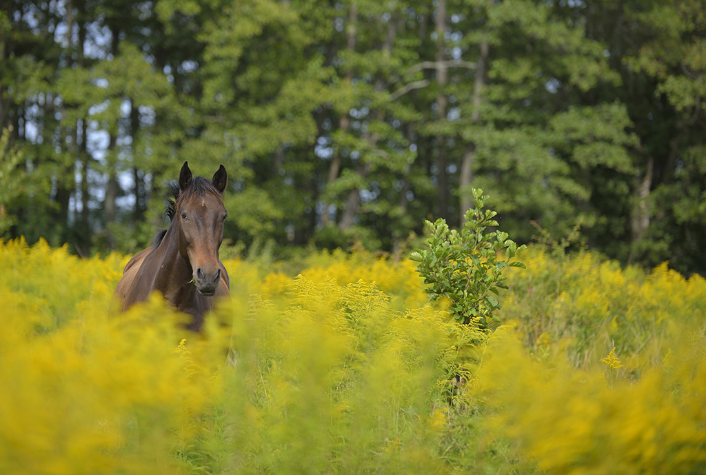 Domestic horse (Equus ferus caballus), Munsö, Sweden