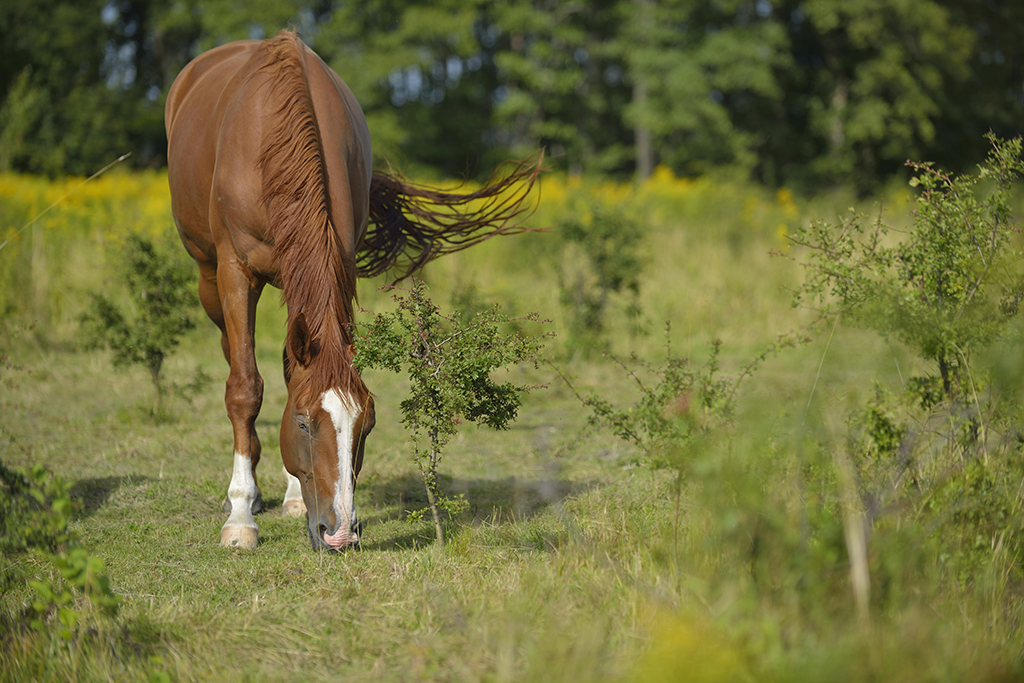 Domestic horse (Equus ferus caballus), Munsö, Sweden