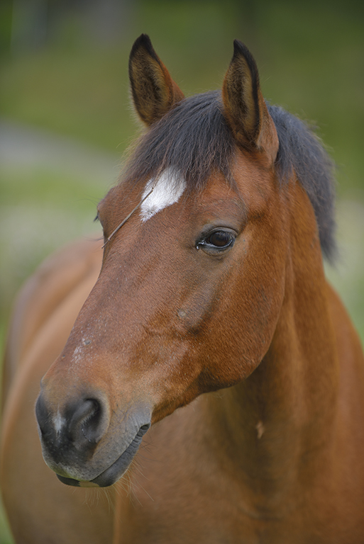 Domestic horse (Equus ferus caballus), Munsö, Sweden