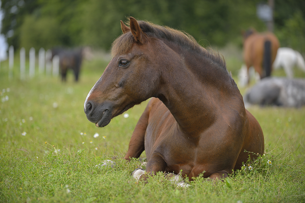 Domestic horse (Equus ferus caballus) resting, Munsö, Sweden