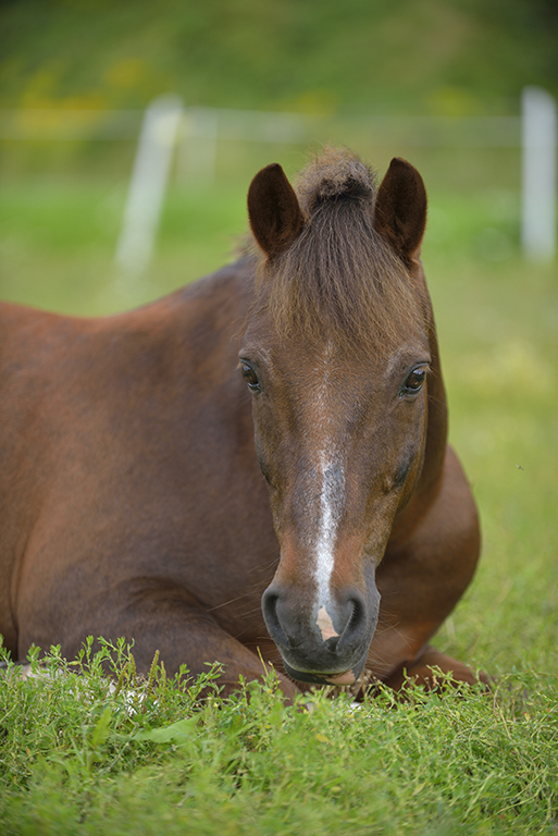 Domestic horse (Equus ferus caballus) resting, Munsö, Sweden