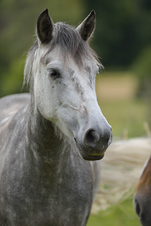 Domestic horse (Equus ferus caballus), Munsö, Sweden