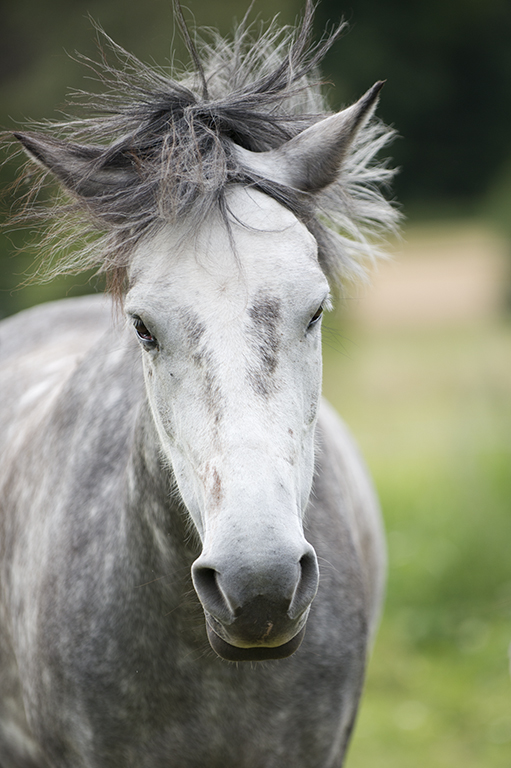 Horse shaking it's head