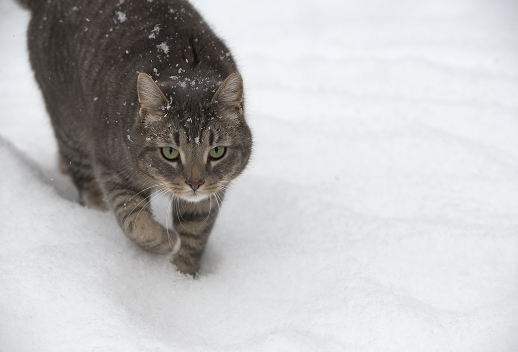 Cat in snow